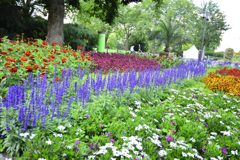 Perennial Flower Beds