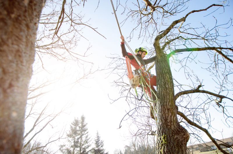 Tree Arborist Service