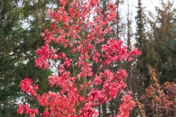 Japanese Maple Planting in Bainbridge Island