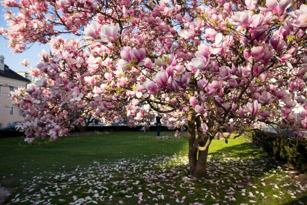 Magnolia Tree Planting in Bainbridge Island