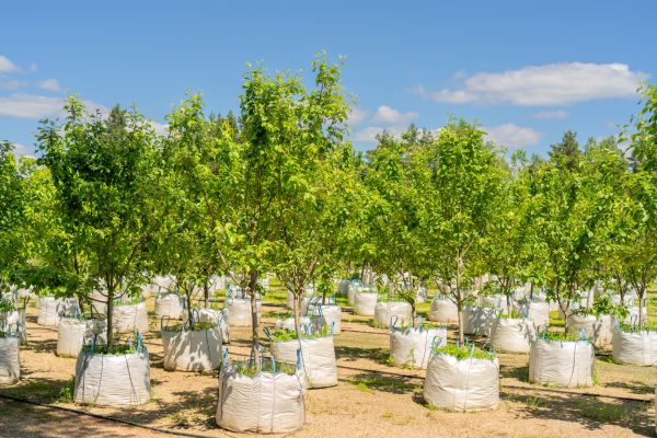 Tree Planting Service in Bainbridge Island