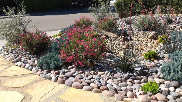 Xeriscape Landscaping in Bainbridge Island