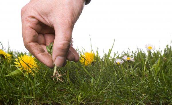 Lawn Weeding in Bainbridge Island