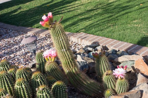 Desert Landscaping in Bainbridge Island