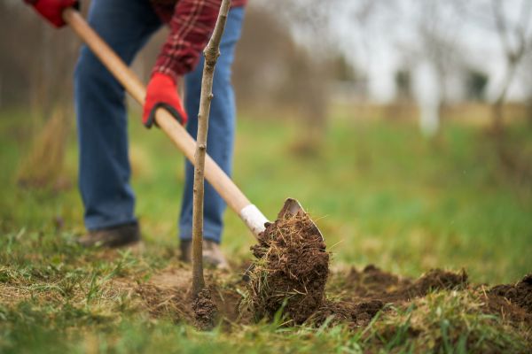 Trees Planting in Bainbridge Island