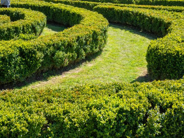 Bush Landscaping in Bainbridge Island