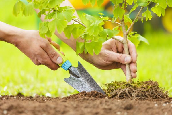 Fruit Tree Planting in Bainbridge Island