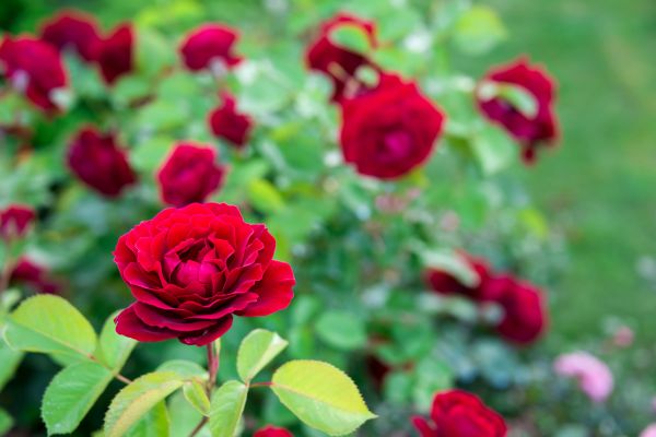 Rose Planting in Bainbridge Island
