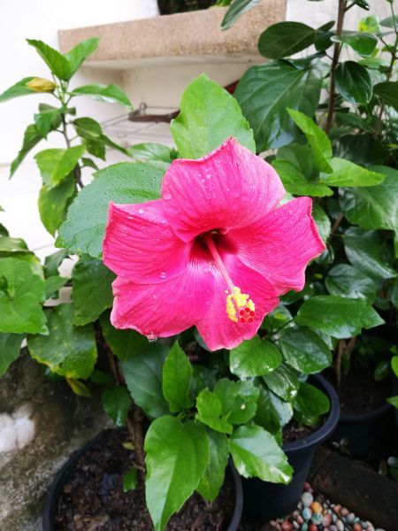 Hibiscus Planting in Bainbridge Island
