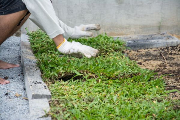 Ground Cover Planting in Bainbridge Island