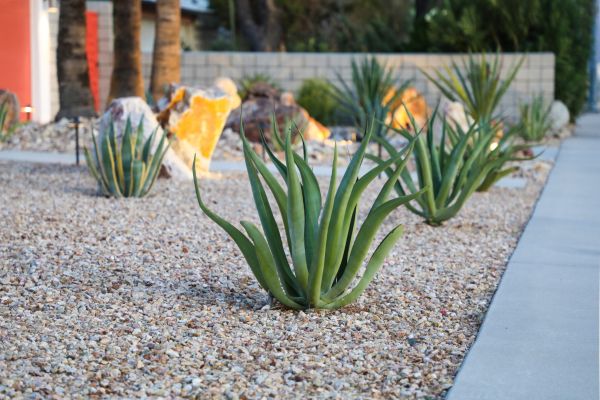 Drought Resistant Landscaping in Bainbridge Island