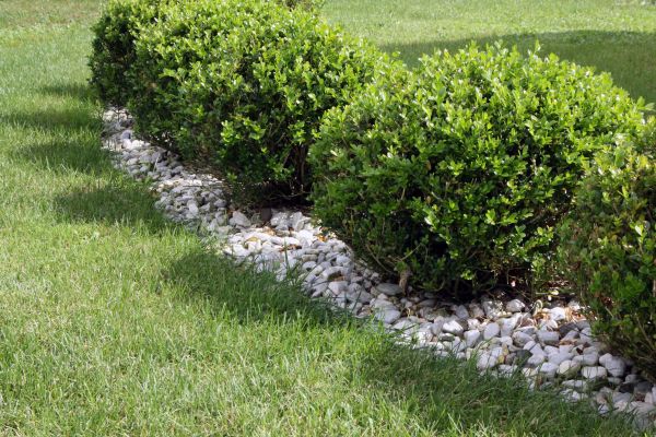 Boxwood Planting in Bainbridge Island