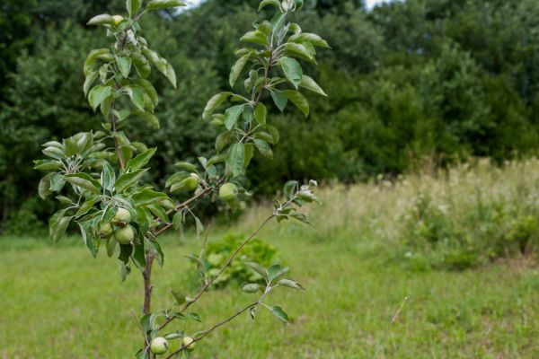 Apple Tree Planting in Bainbridge Island